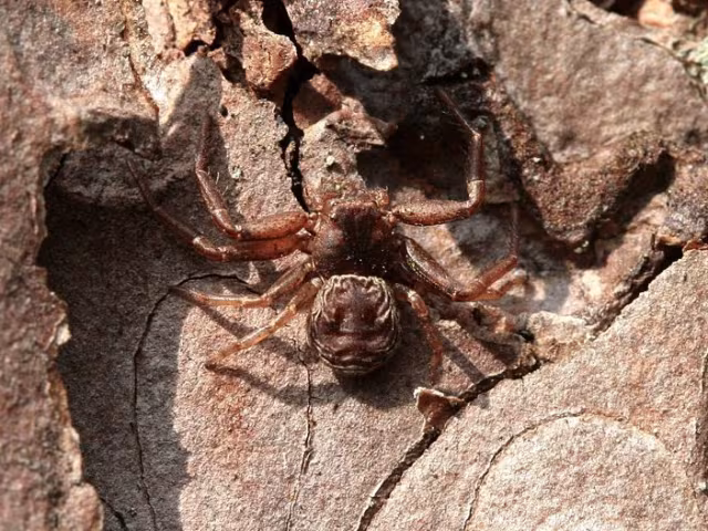 Coriarachne depressa