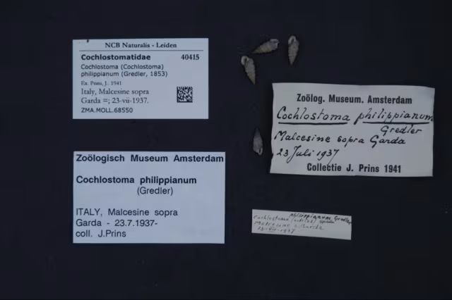 Cochlostoma philippianum