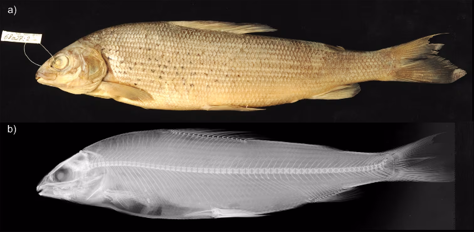 Thymallus aeliani