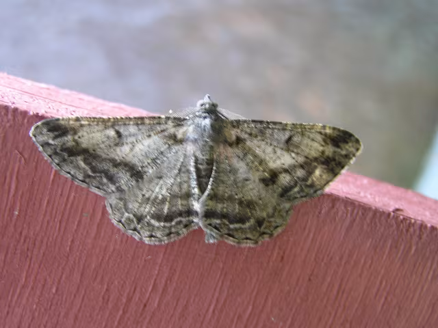 Alcis repandata