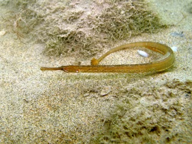 Pesce ago adriatico