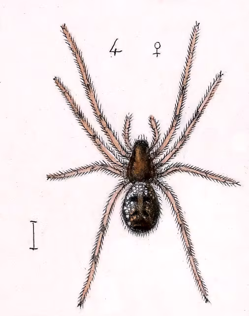 Tapinopa longidens