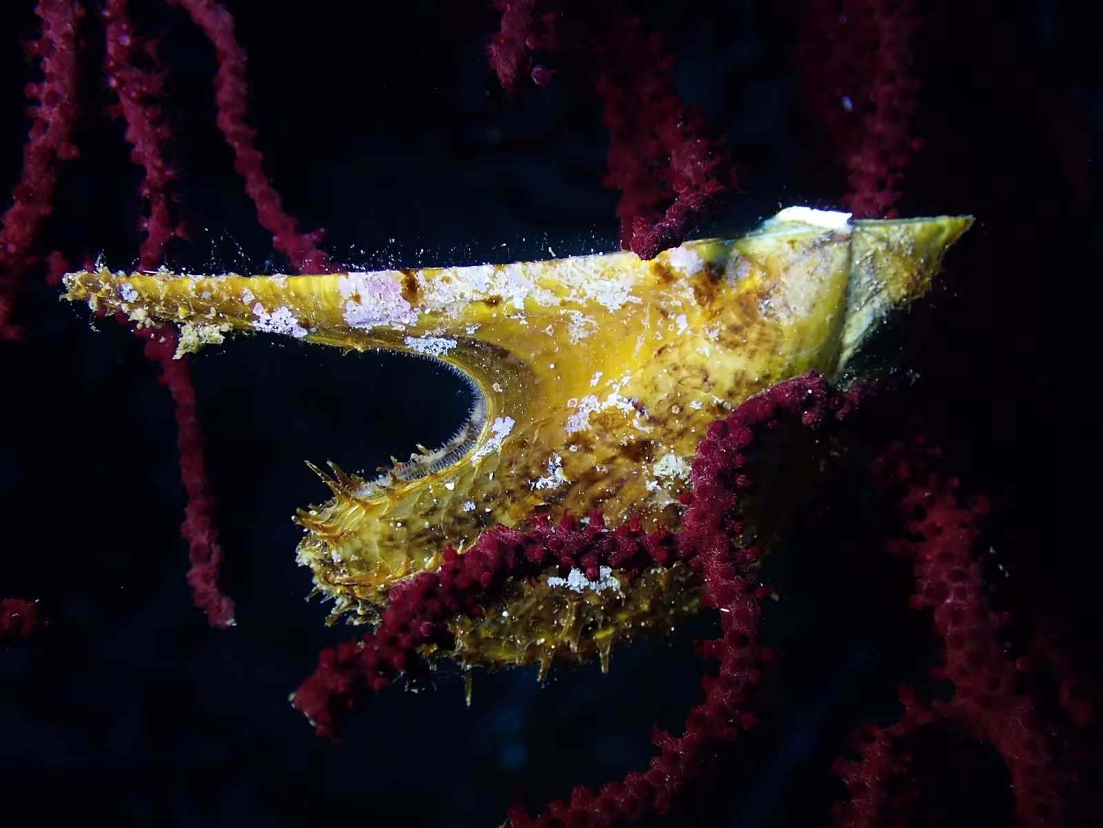 Ostrica ala di pinguino mediterranea
