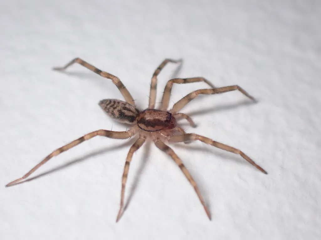 Liocranum rupicola