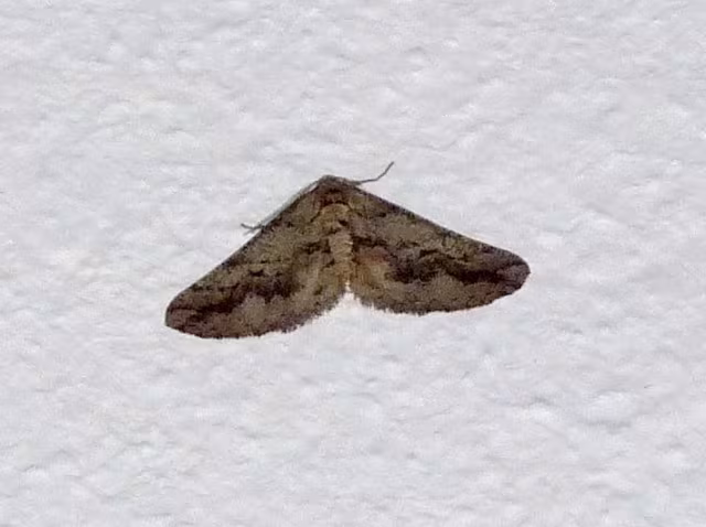 Agriopis bajaria