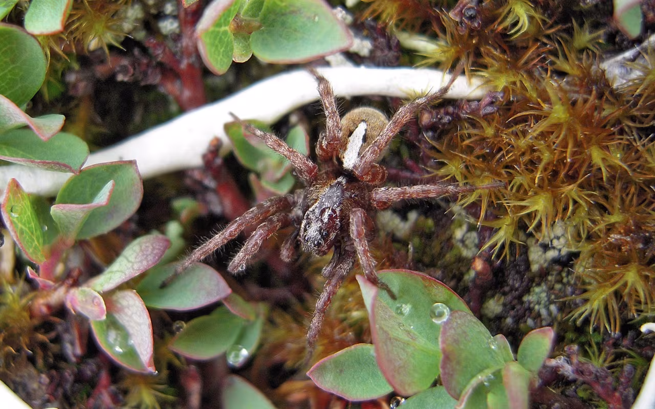 Arctosa alpigena