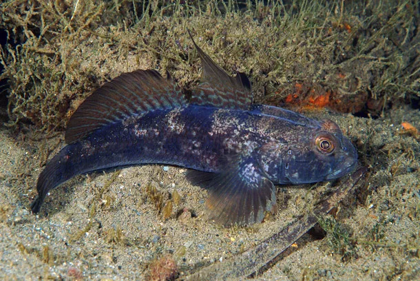 Ghiozzo nero