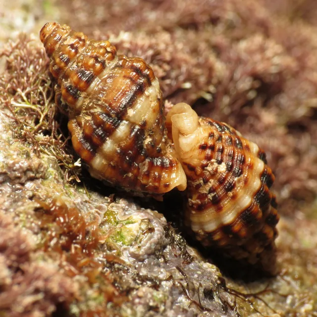 Aplus dorbignyi