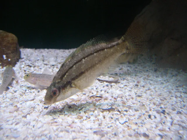 Tordo grigio