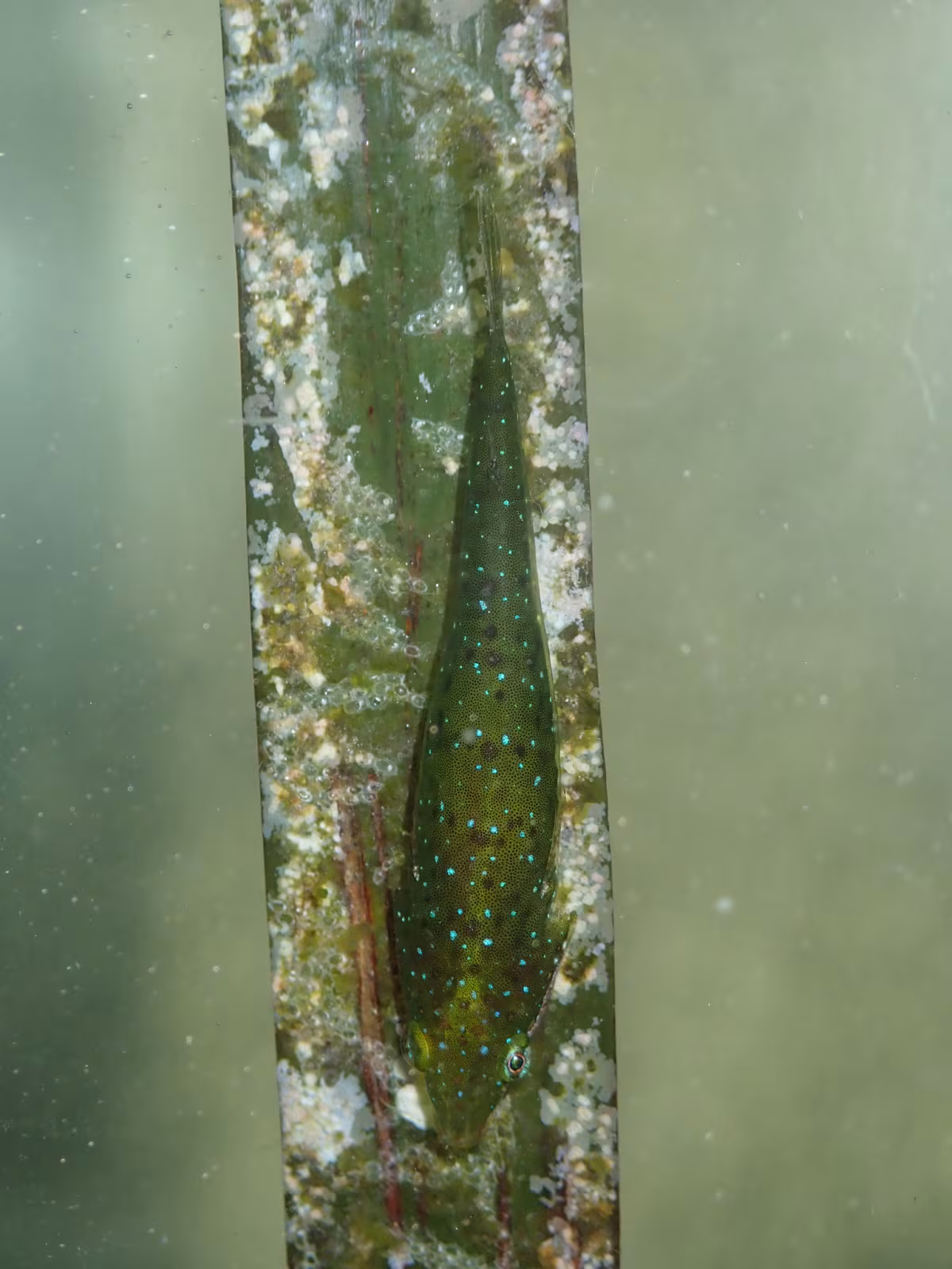 Opeatogenys gracilis
