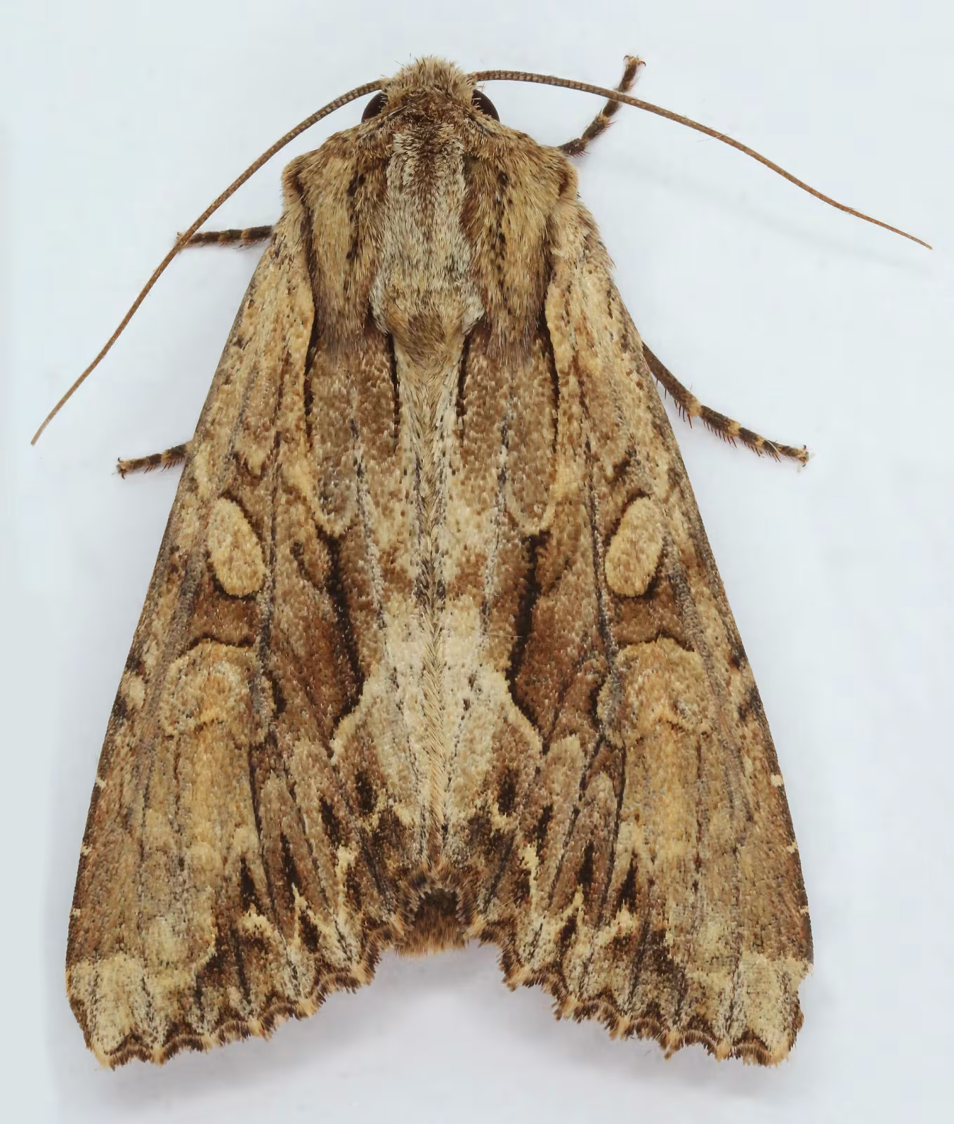 Apamea monoglypha