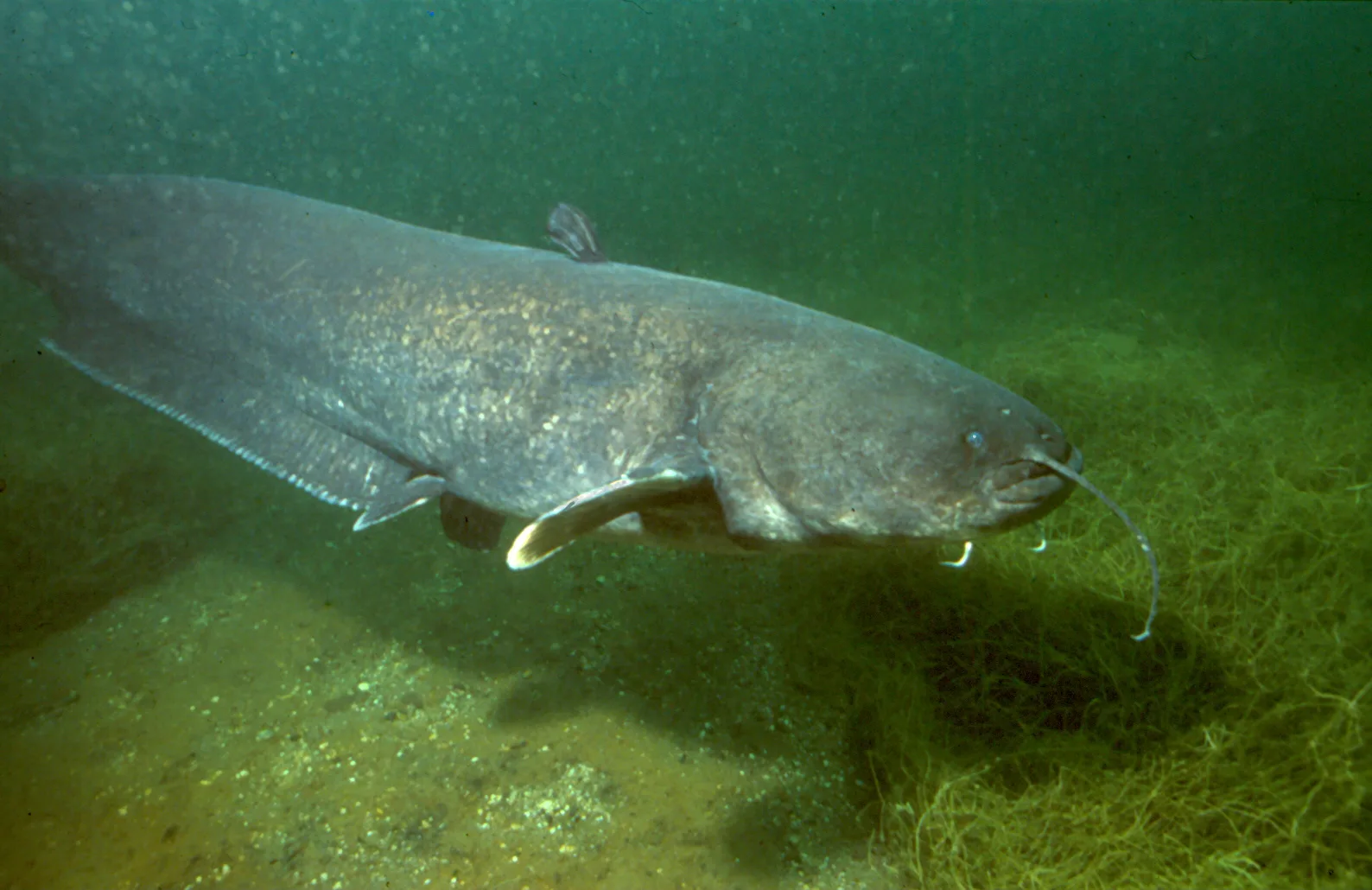 Siluro d'Europa