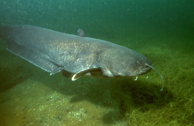 Siluro d'Europa