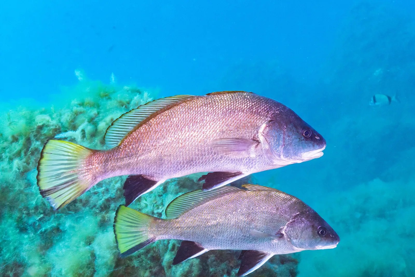 Corvina