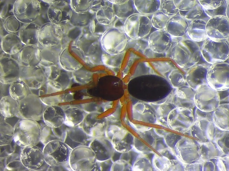 Walckenaeria stylifrons