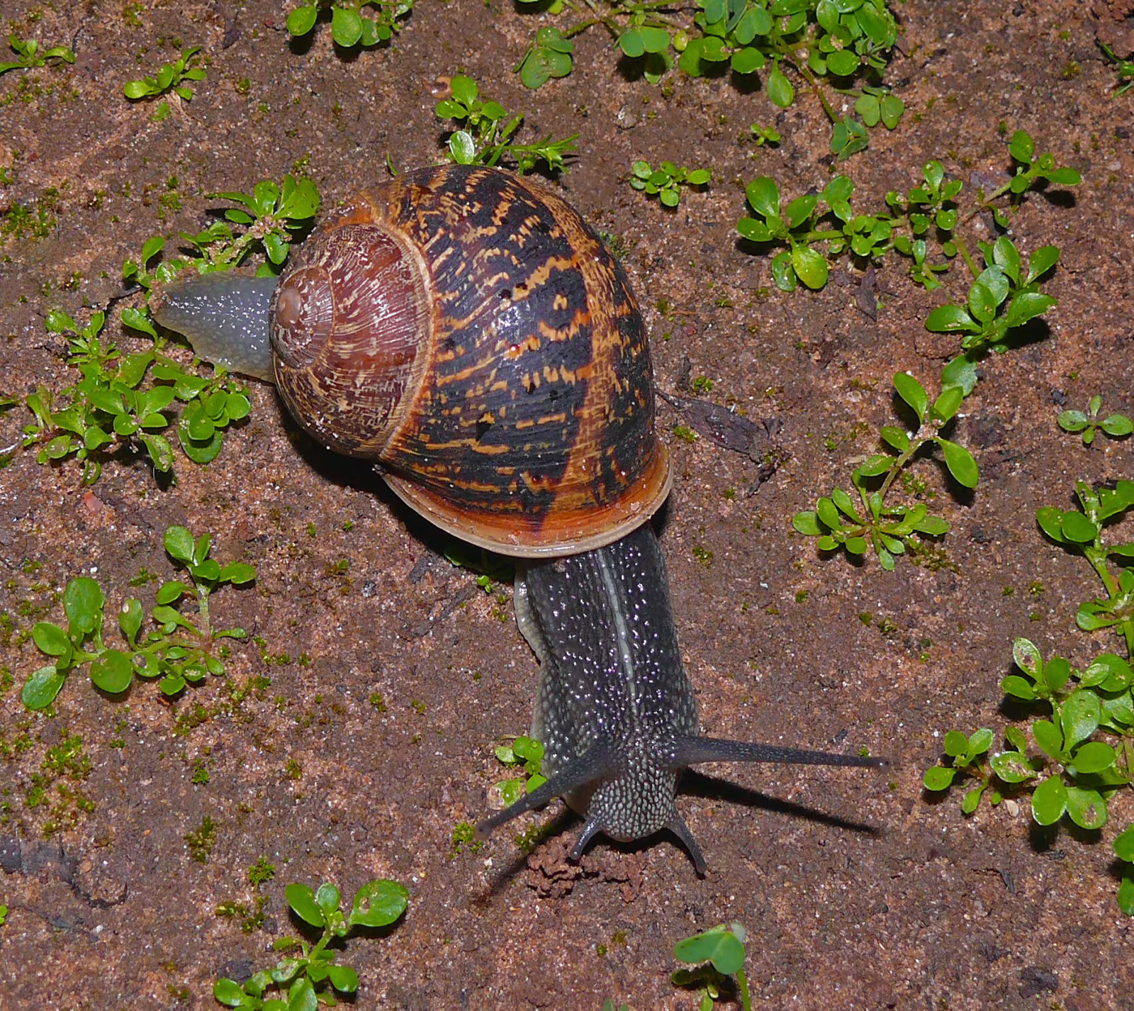 Chiocciola zigrinata