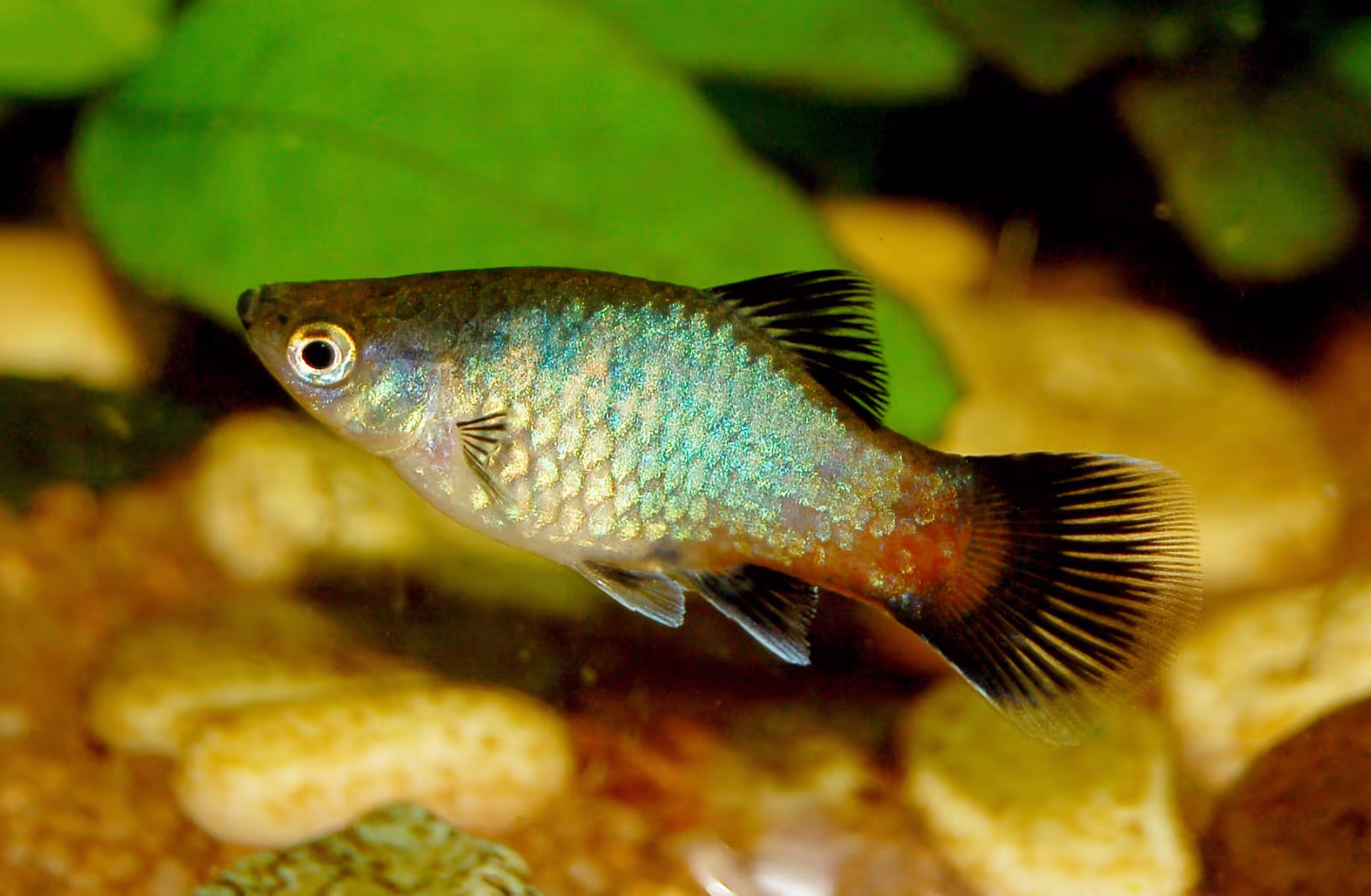 Xiphophorus maculatus