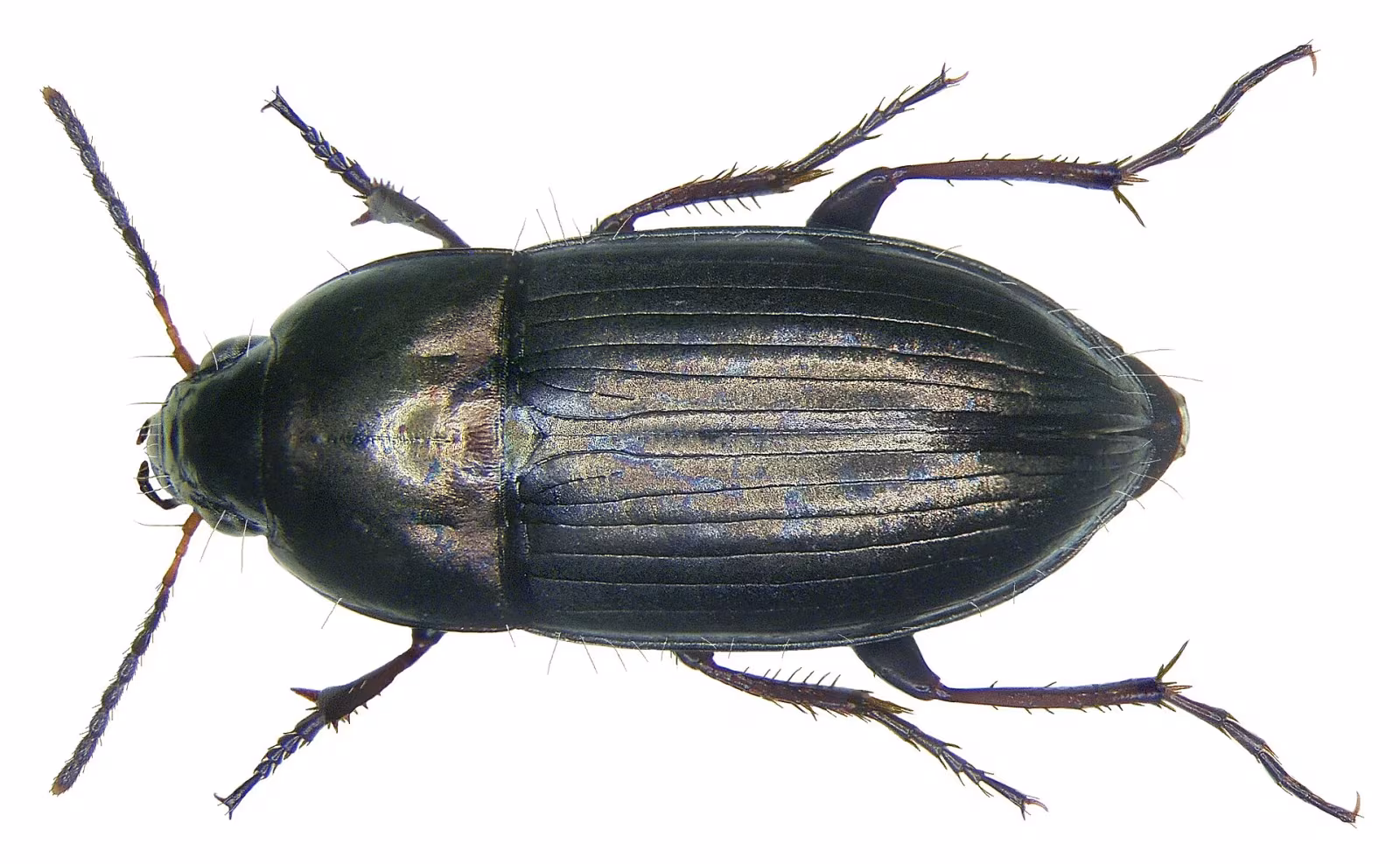 Amara aenea