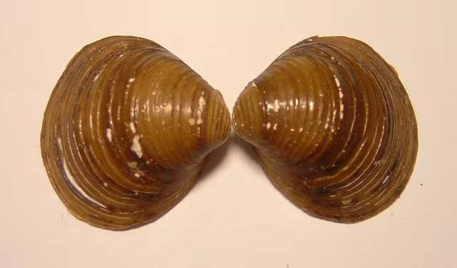 Corbicula fluminalis