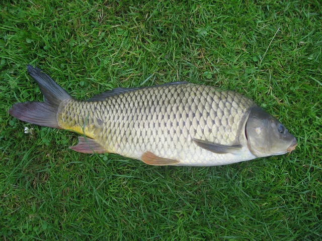 Carpa