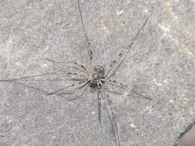 Mitopus glacialis