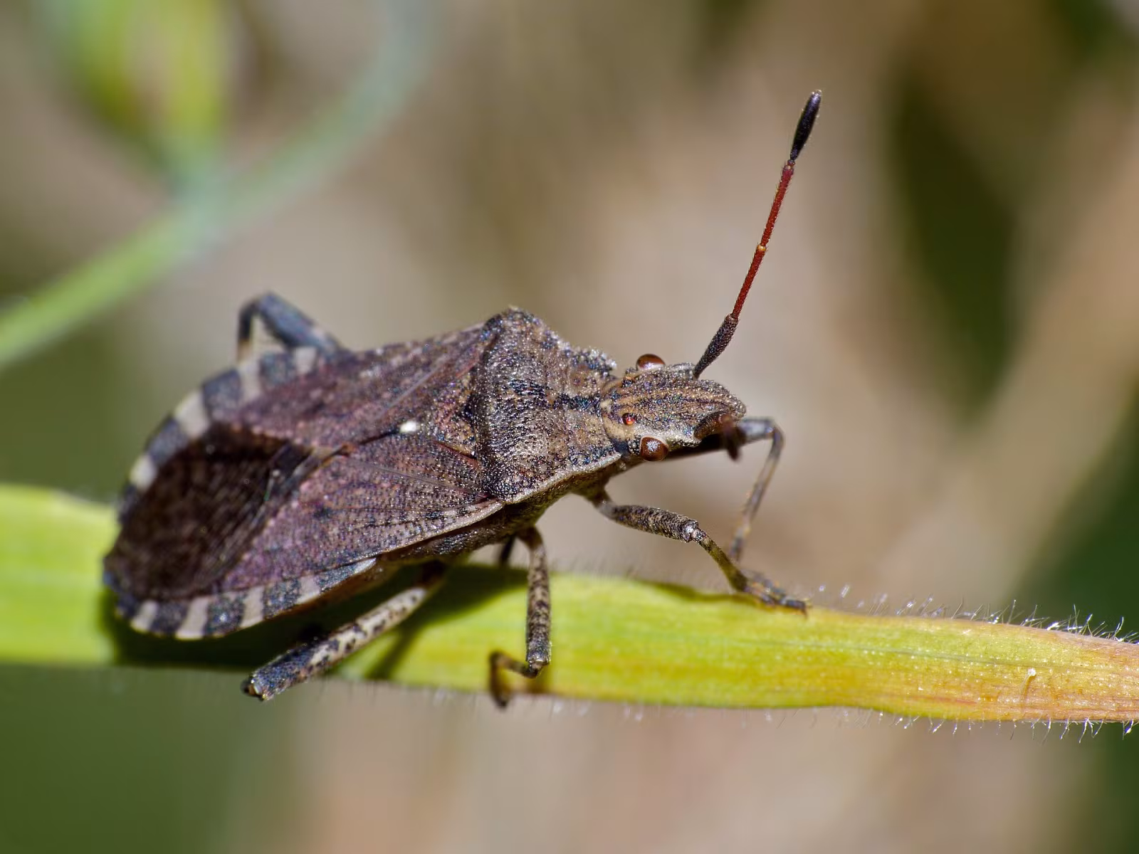 Ceraleptus gracilicornis