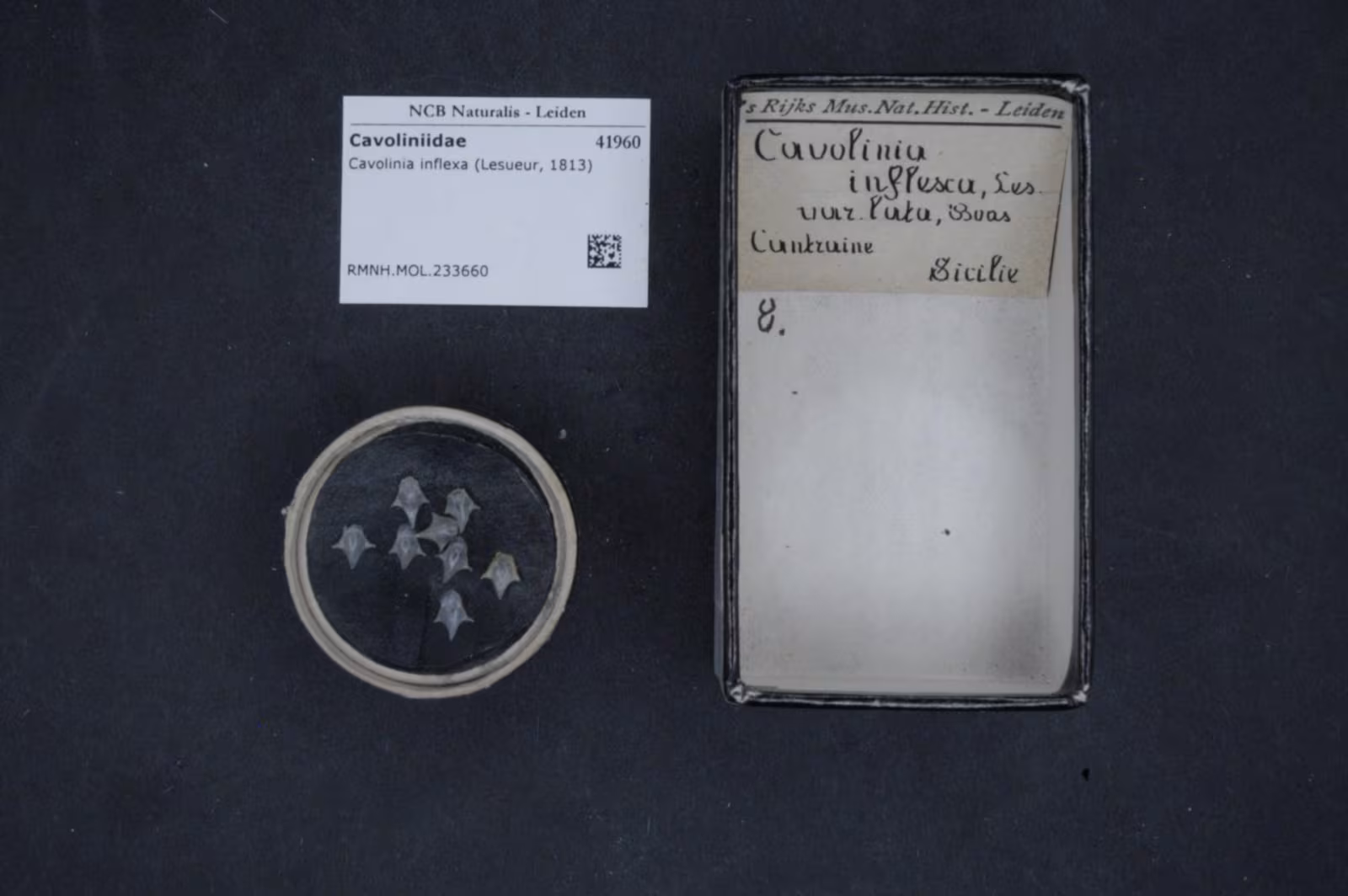 Cavolinia inflexa