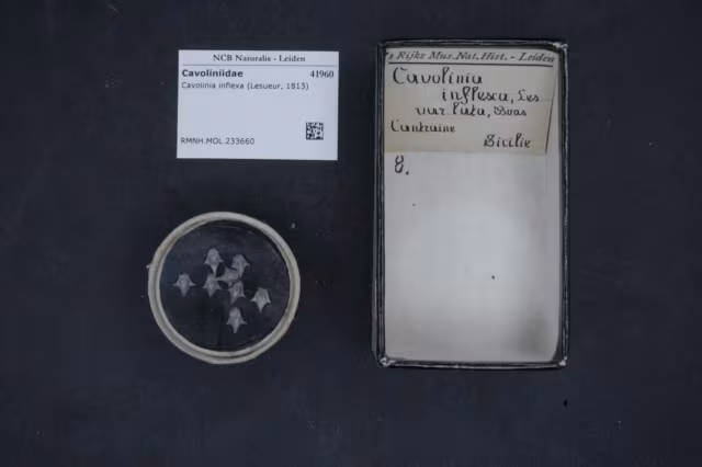 Cavolinia inflexa
