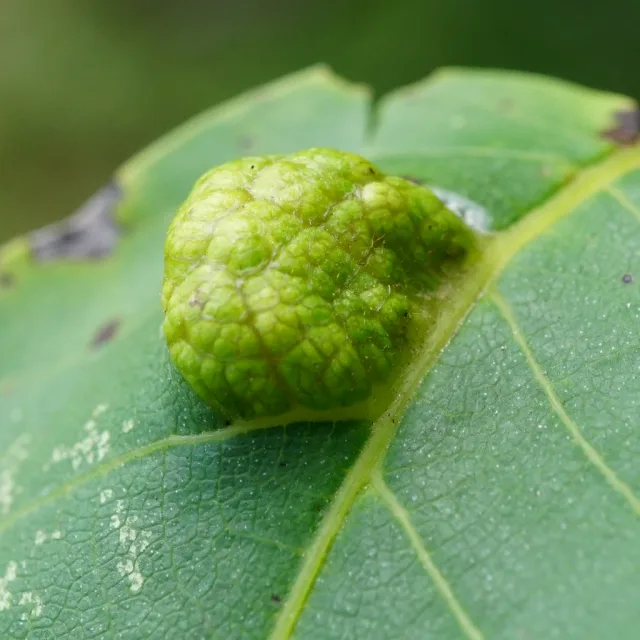 Aceria erinea
