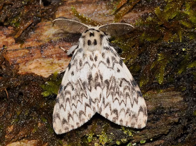 Falena monaca