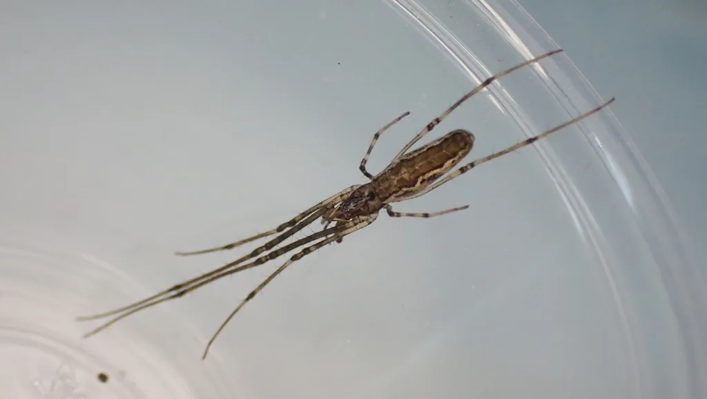 Tetragnatha nitens