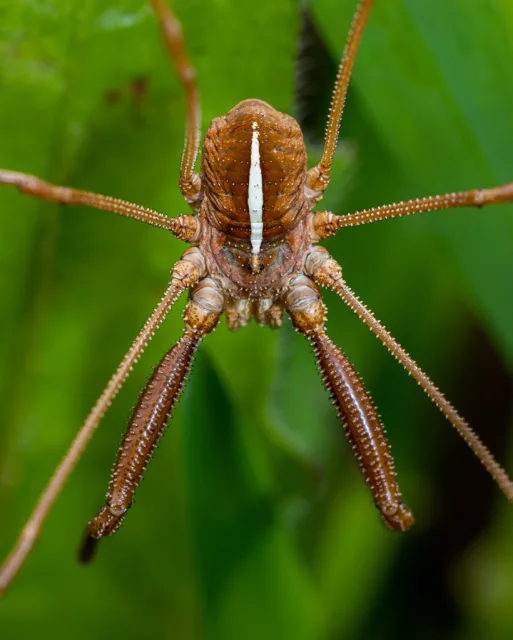 Metaphalangium cirtanum