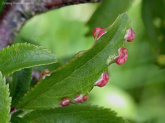 Eriophyes prunispinosae