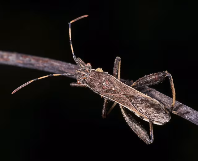 Camptopus lateralis