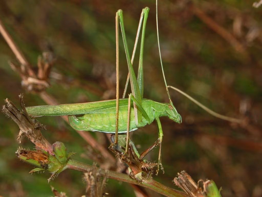 Fanerottera foglia di giglio