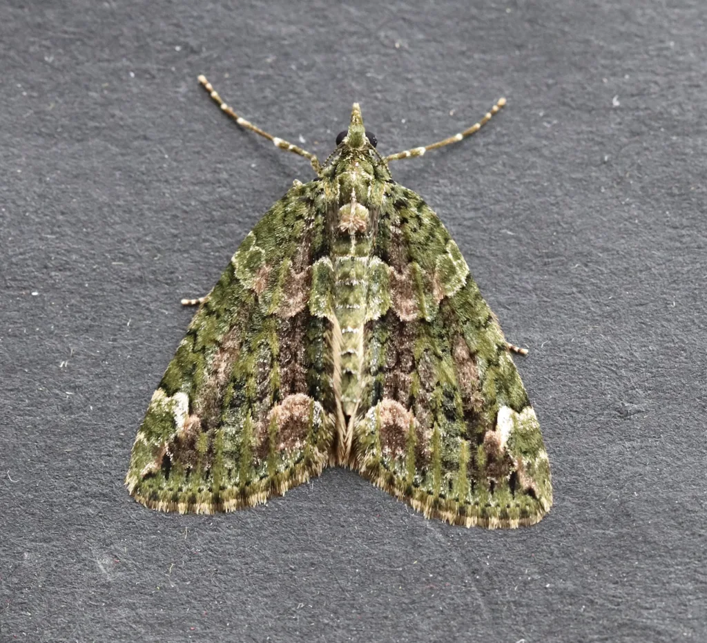 Chloroclysta siterata