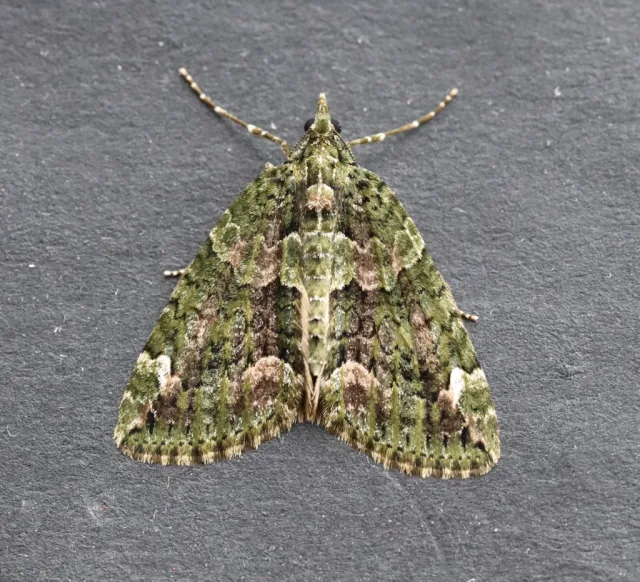 Chloroclysta siterata
