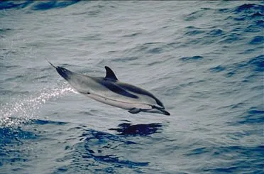 stenella striata