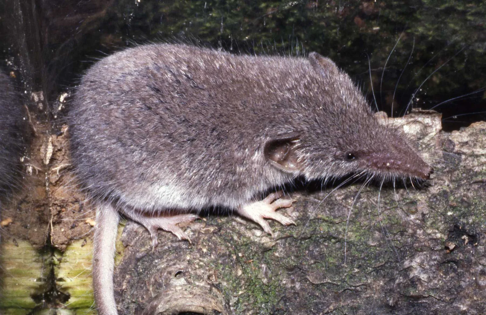 Crocidura minore