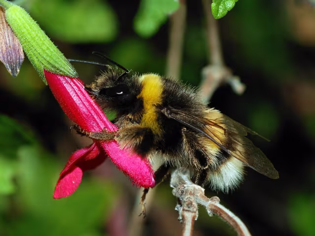 Bombo terrestre
