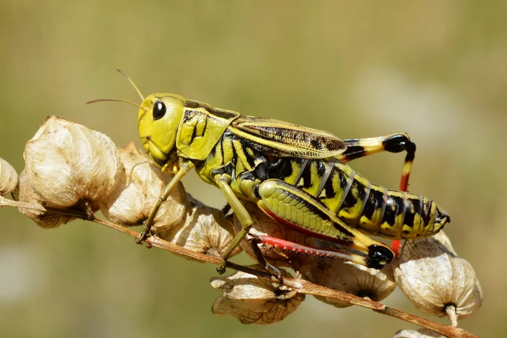 Arcyptera fusca