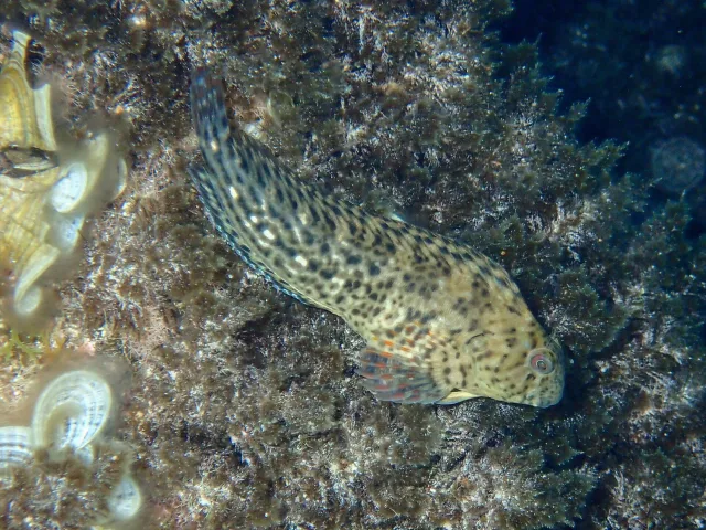Bavosa sanguigna