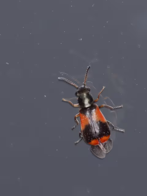 Anthocomus equestris