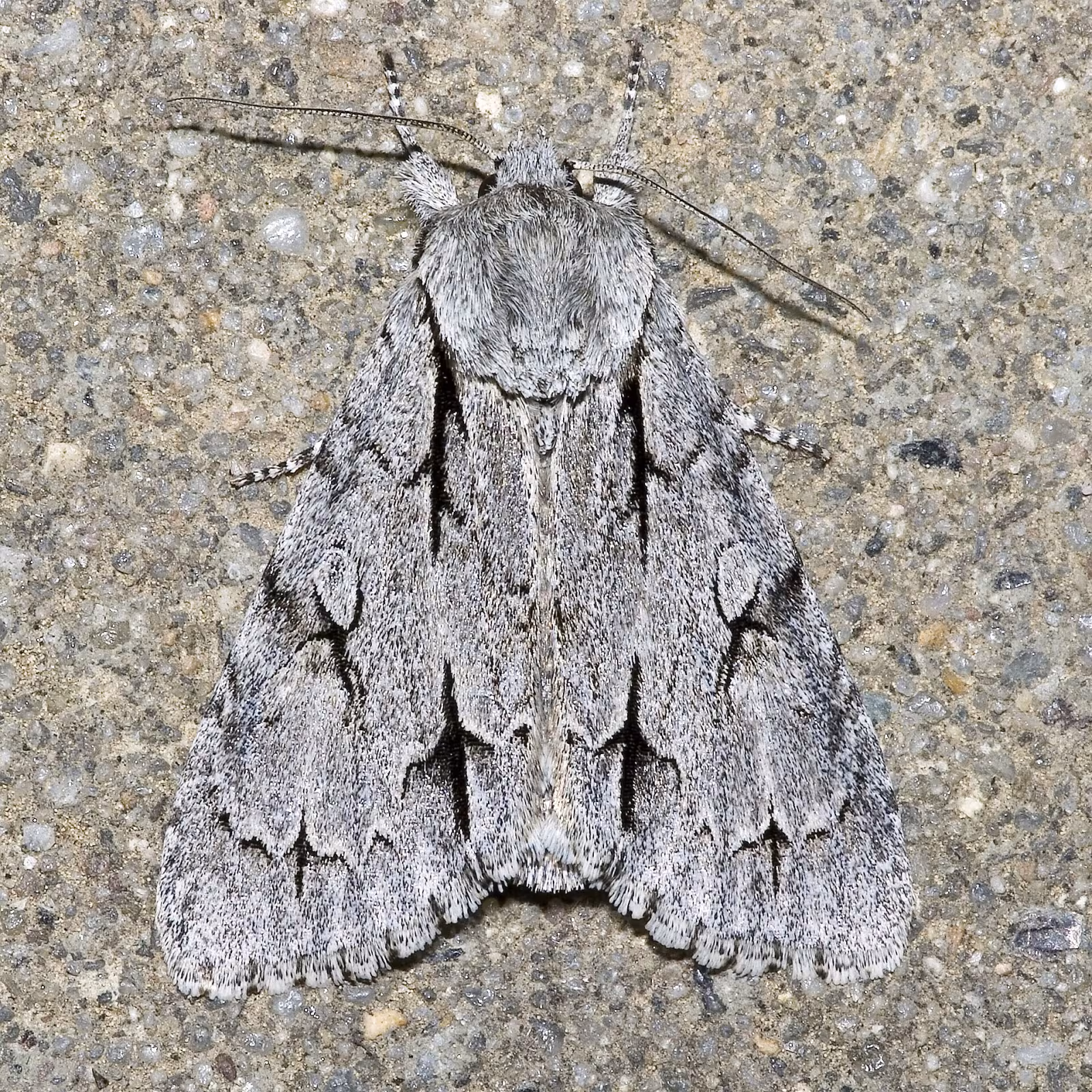 Acronicta (Triaena) psi