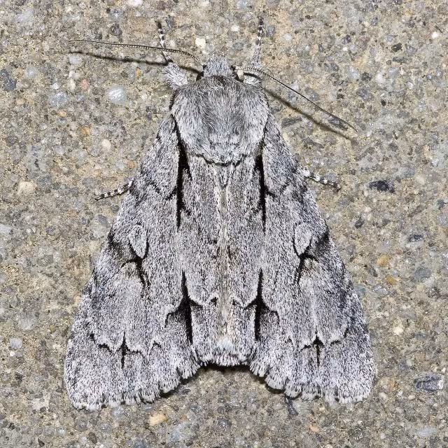 Acronicta (Triaena) psi