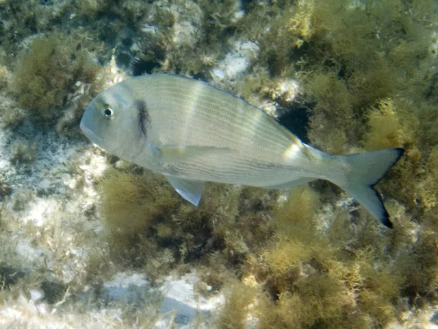 orata