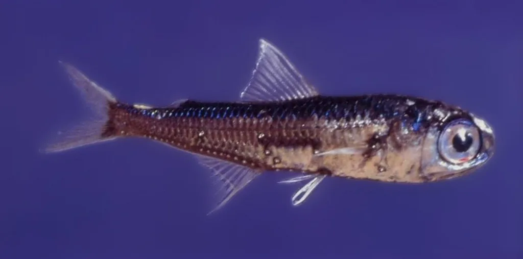 Pesce lantera puntato