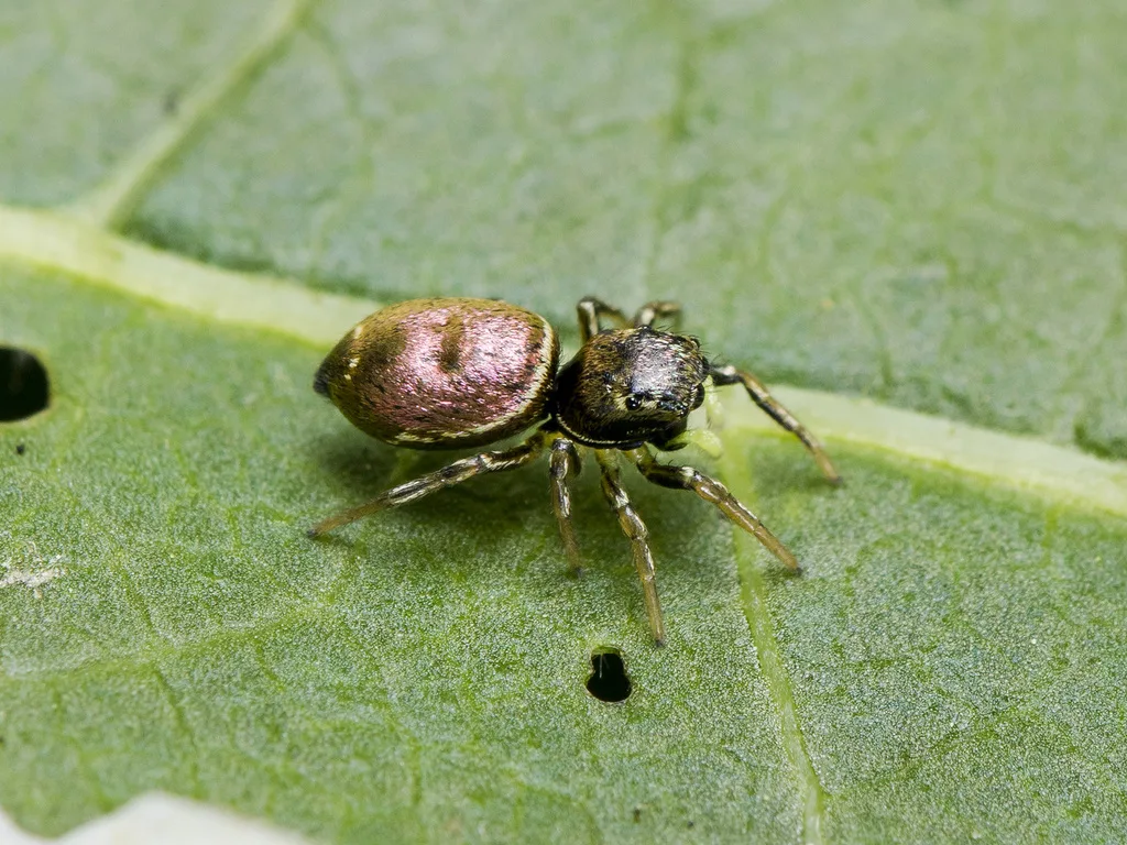 Heliophanus auratus