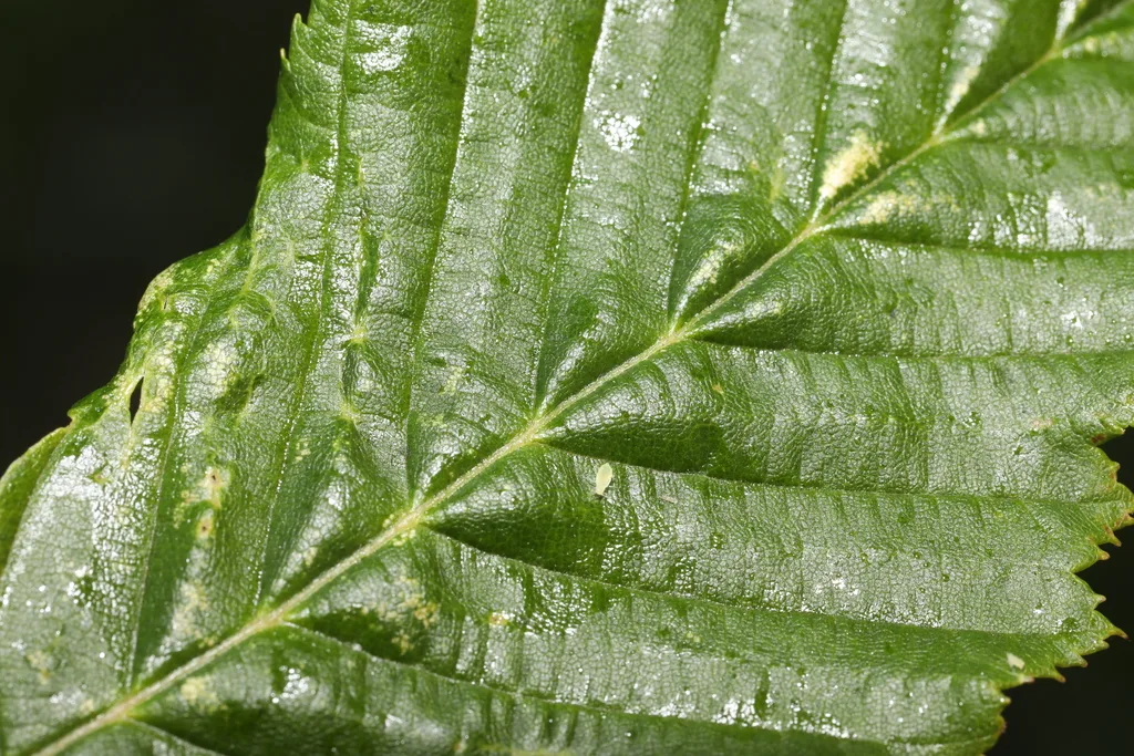 Aceria tenella