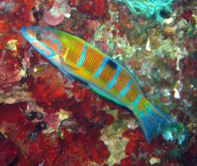 Donzella pavonina